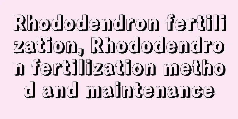 Rhododendron fertilization, Rhododendron fertilization method and maintenance