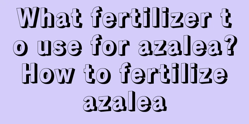 What fertilizer to use for azalea? How to fertilize azalea