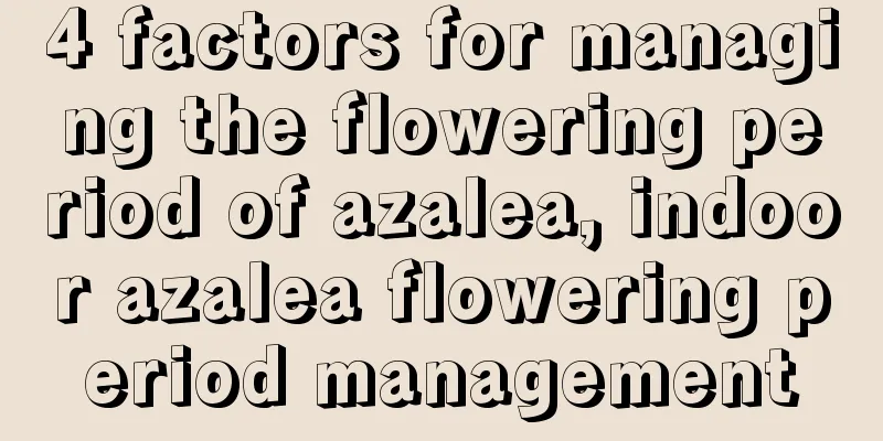 4 factors for managing the flowering period of azalea, indoor azalea flowering period management