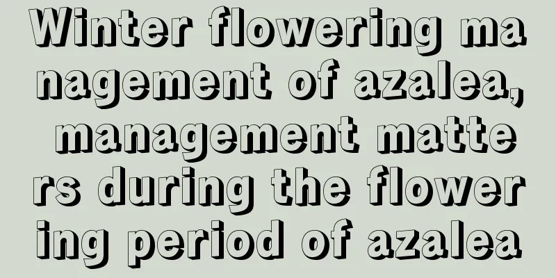 Winter flowering management of azalea, management matters during the flowering period of azalea