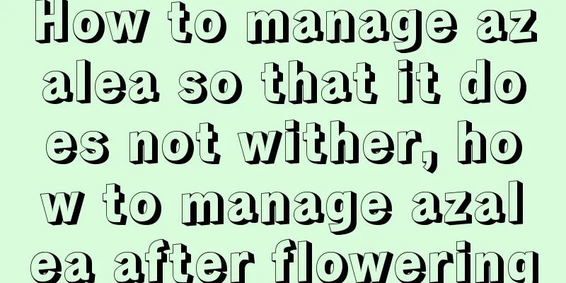 How to manage azalea so that it does not wither, how to manage azalea after flowering