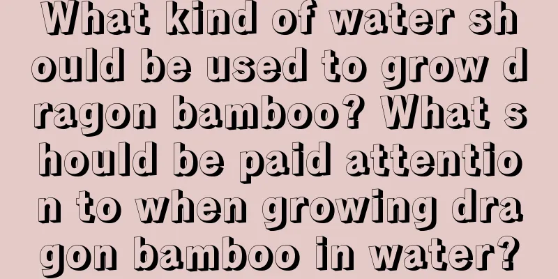 What kind of water should be used to grow dragon bamboo? What should be paid attention to when growing dragon bamboo in water?