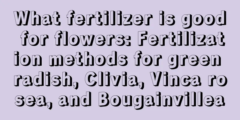 What fertilizer is good for flowers: Fertilization methods for green radish, Clivia, Vinca rosea, and Bougainvillea