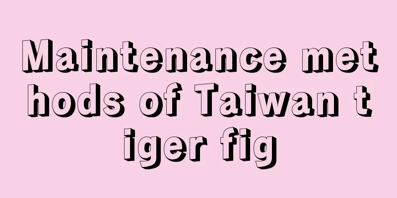 Maintenance methods of Taiwan tiger fig