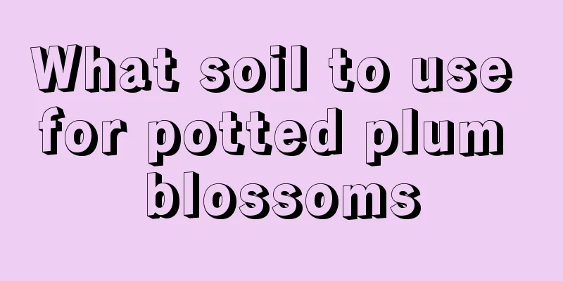 What soil to use for potted plum blossoms