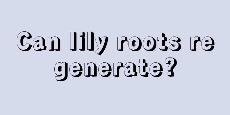 Can lily roots regenerate?