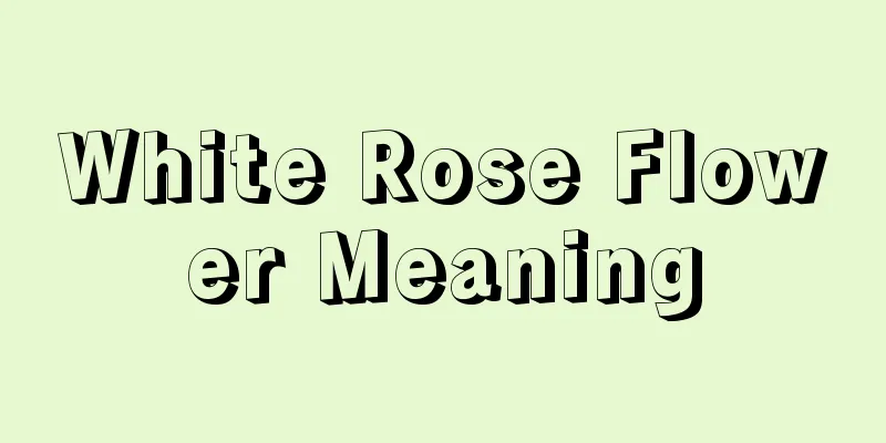 White Rose Flower Meaning