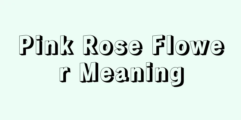 Pink Rose Flower Meaning