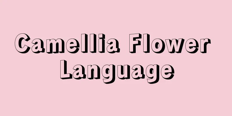 Camellia Flower Language