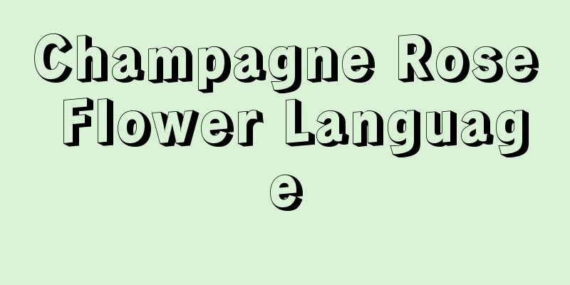 Champagne Rose Flower Language