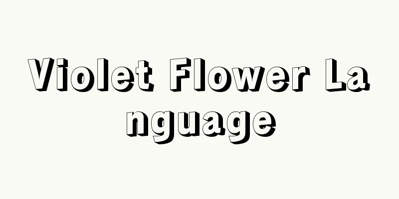 Violet Flower Language