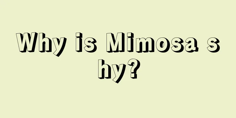 Why is Mimosa shy?