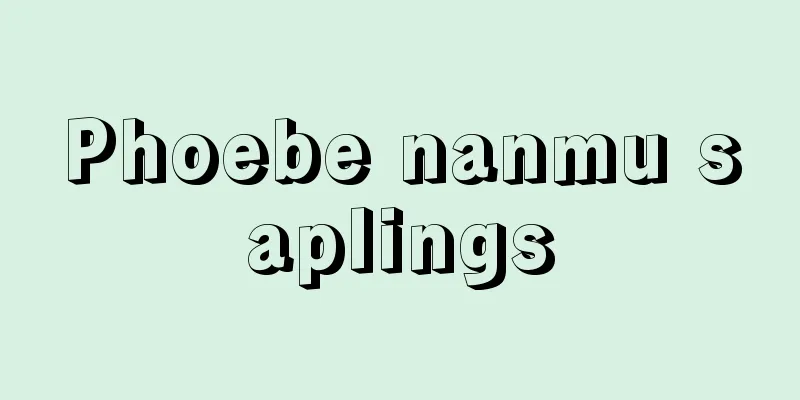 Phoebe nanmu saplings