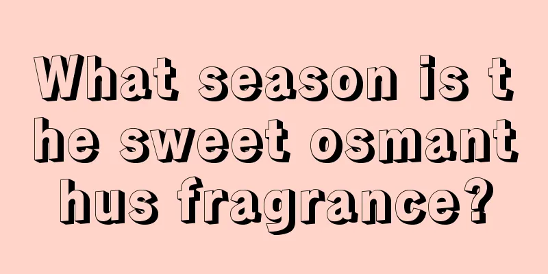 What season is the sweet osmanthus fragrance?