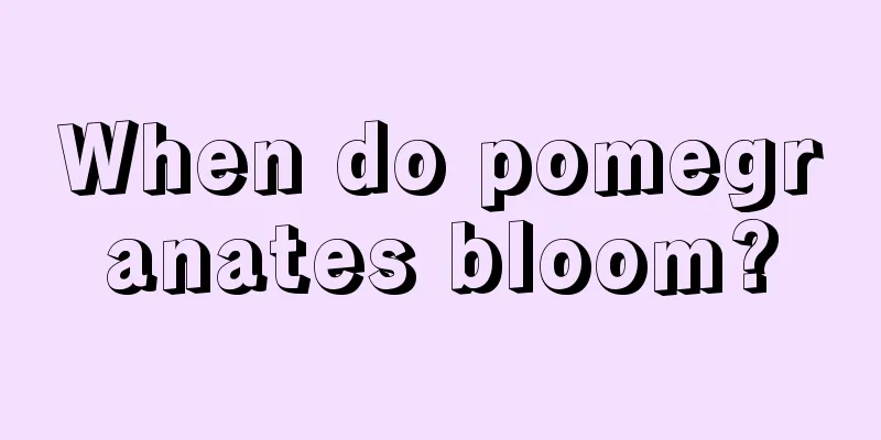 When do pomegranates bloom?