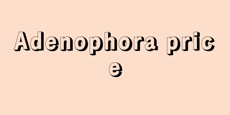 Adenophora price