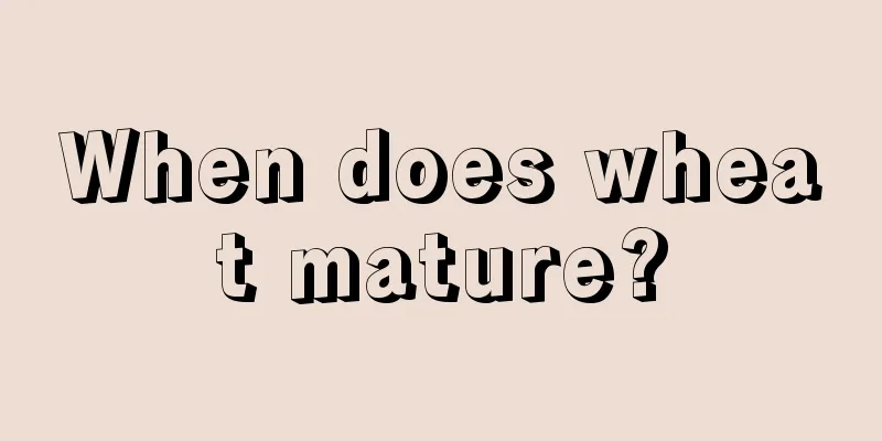 When does wheat mature?