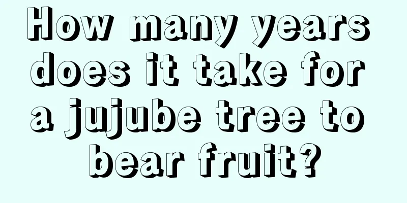 How many years does it take for a jujube tree to bear fruit?