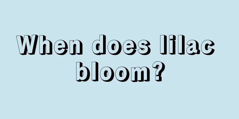 When does lilac bloom?