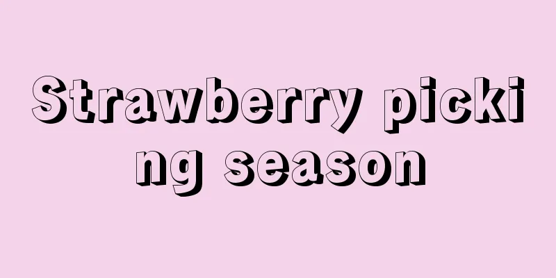 Strawberry picking season