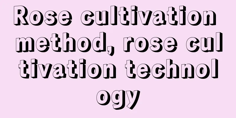 Rose cultivation method, rose cultivation technology