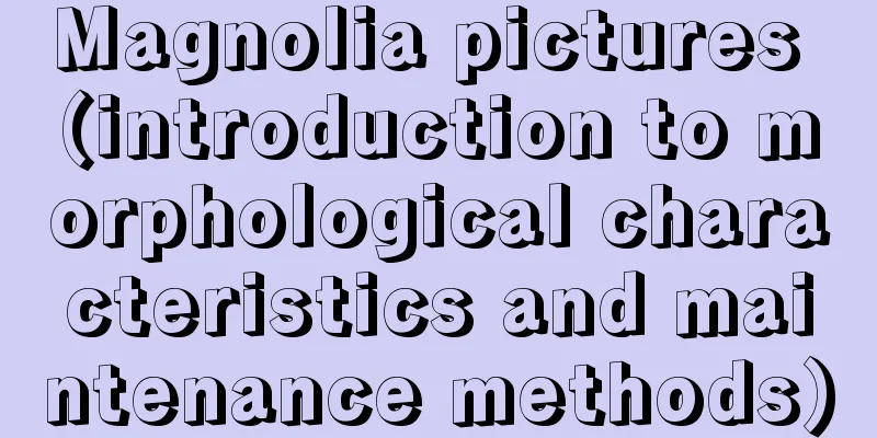 Magnolia pictures (introduction to morphological characteristics and maintenance methods)