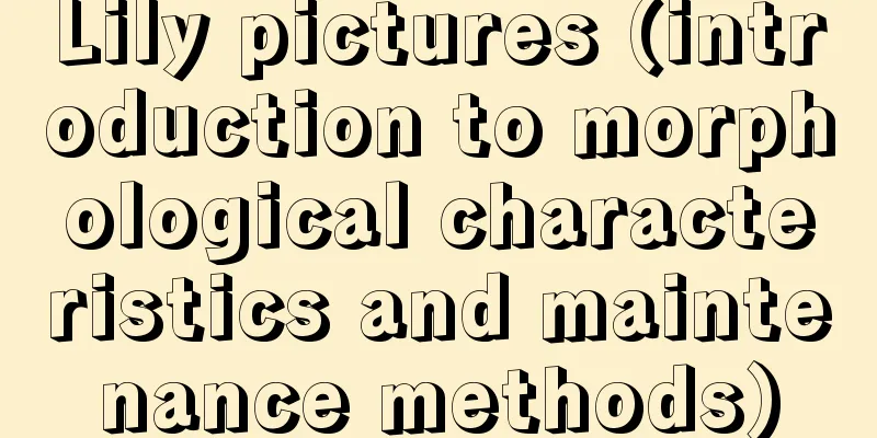 Lily pictures (introduction to morphological characteristics and maintenance methods)