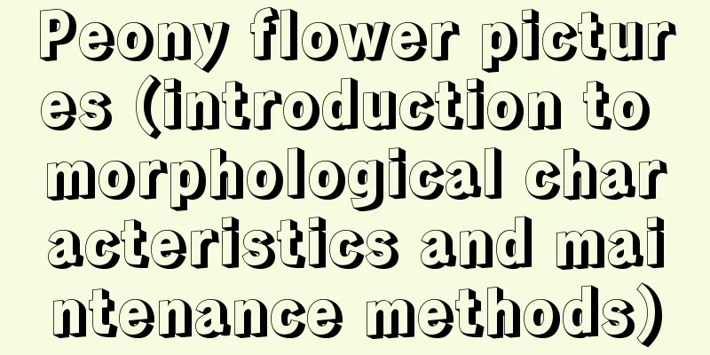 Peony flower pictures (introduction to morphological characteristics and maintenance methods)