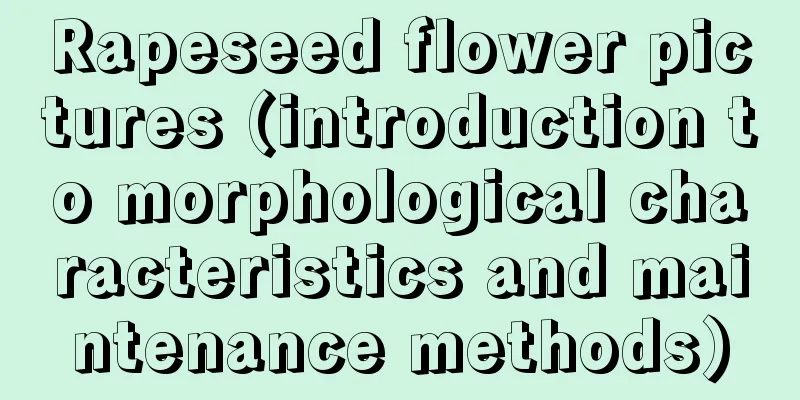 Rapeseed flower pictures (introduction to morphological characteristics and maintenance methods)