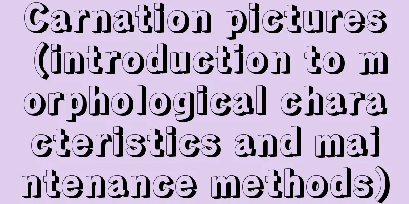 Carnation pictures (introduction to morphological characteristics and maintenance methods)