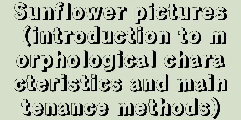 Sunflower pictures (introduction to morphological characteristics and maintenance methods)