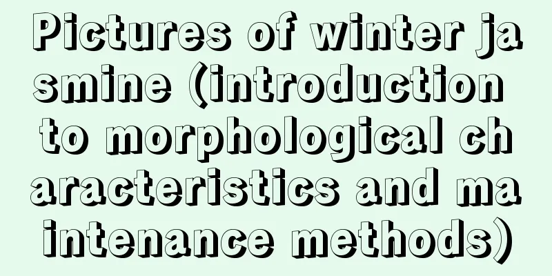 Pictures of winter jasmine (introduction to morphological characteristics and maintenance methods)