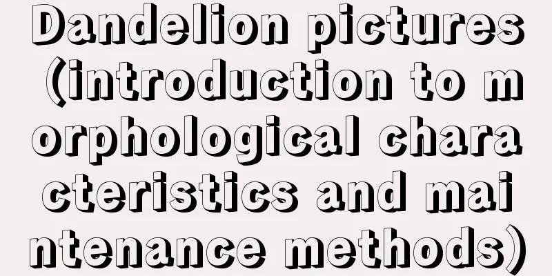 Dandelion pictures (introduction to morphological characteristics and maintenance methods)