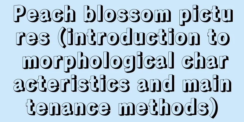 Peach blossom pictures (introduction to morphological characteristics and maintenance methods)