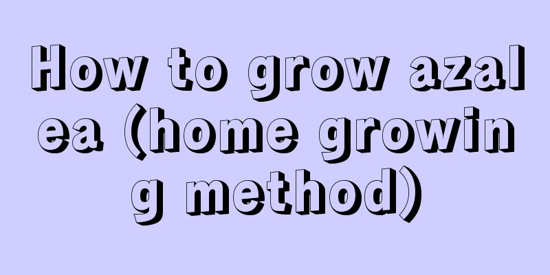 How to grow azalea (home growing method)