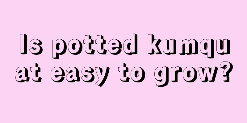 Is potted kumquat easy to grow?