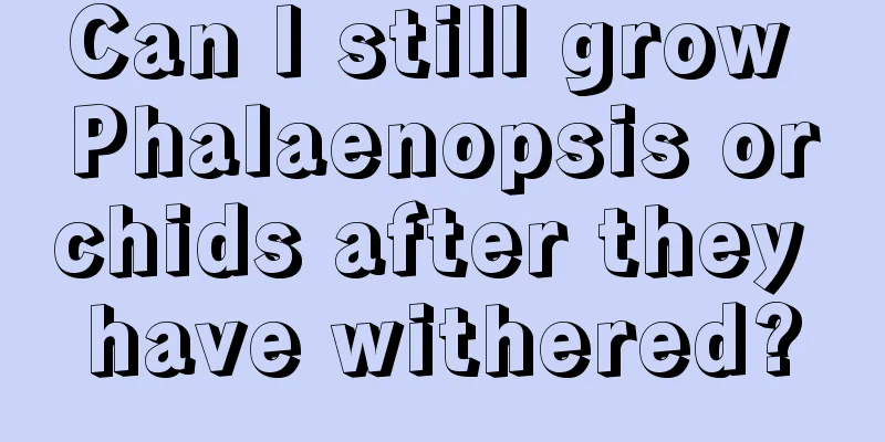 Can I still grow Phalaenopsis orchids after they have withered?