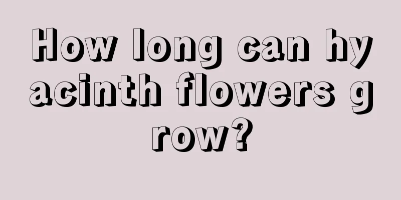 How long can hyacinth flowers grow?