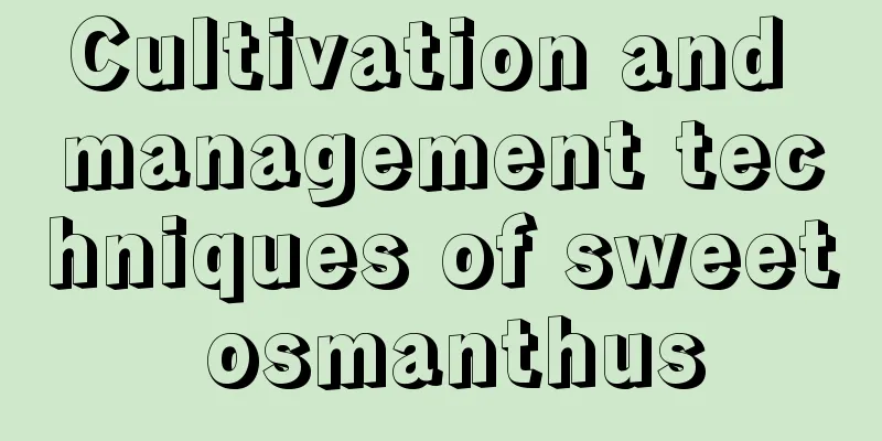 Cultivation and management techniques of sweet osmanthus