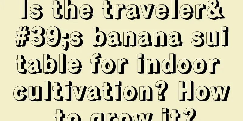 Is the traveler's banana suitable for indoor cultivation? How to grow it?