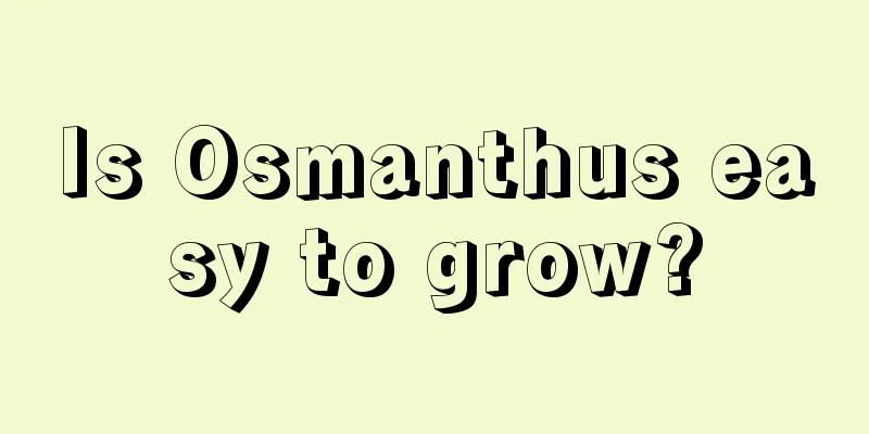 Is Osmanthus easy to grow?