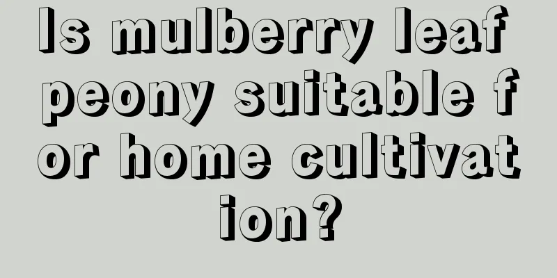 Is mulberry leaf peony suitable for home cultivation?