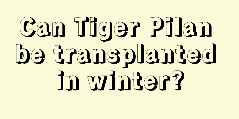 Can Tiger Pilan be transplanted in winter?