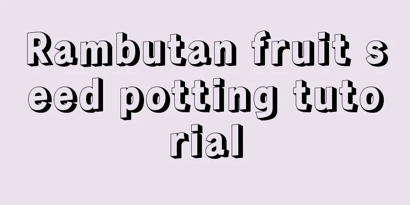 Rambutan fruit seed potting tutorial