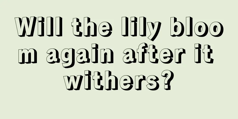 Will the lily bloom again after it withers?