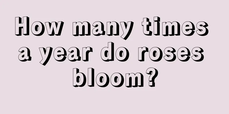 How many times a year do roses bloom?