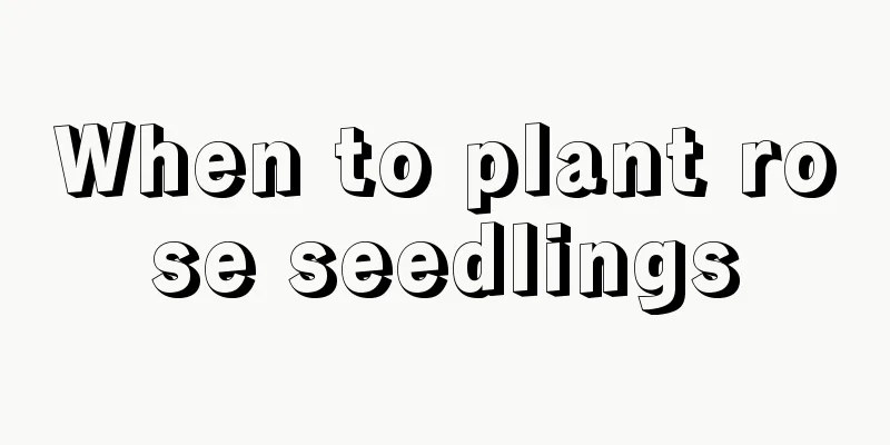 When to plant rose seedlings