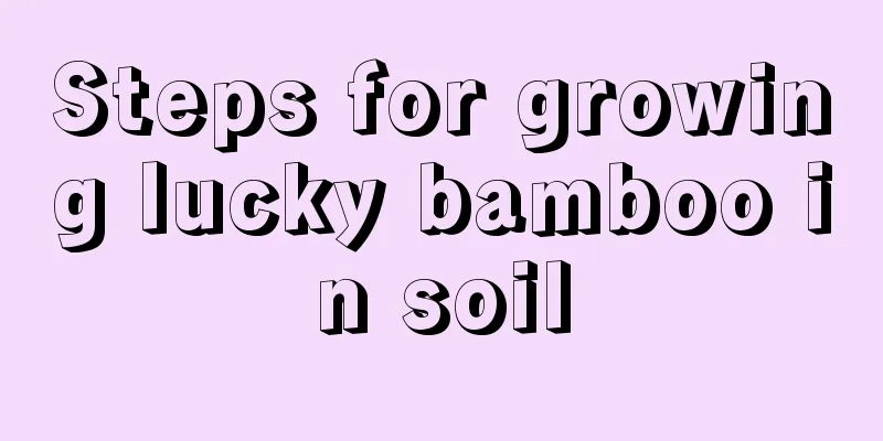 Steps for growing lucky bamboo in soil