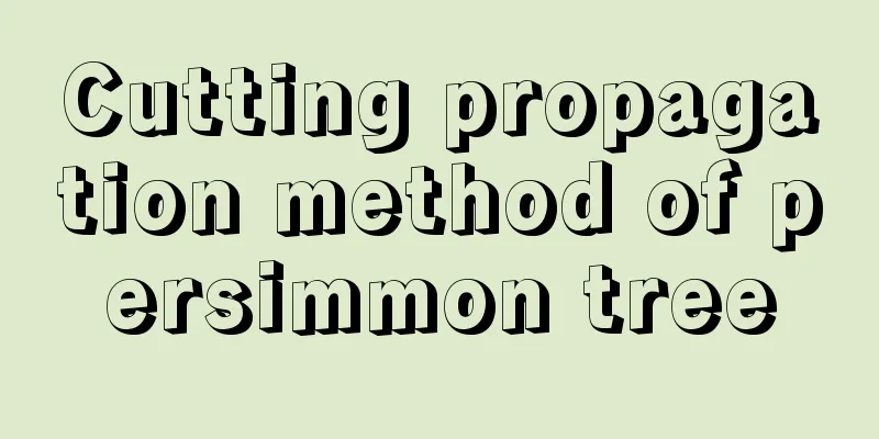 Cutting propagation method of persimmon tree