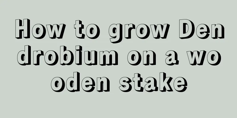 How to grow Dendrobium on a wooden stake